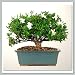 Joebonsai Nursery Direct Gardenia Bonsai III (b-g3) Joebonsai Nursery Direct Gardenia Bonsai III (b-g3)