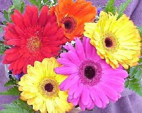 FLOWERS - Positive Thoughts E-CALENDAR (3 YEARS) EXPANDED Bonus Edition (UK and Ireland) up to 2014. FLOWERS - Positive Thoughts E-CALENDAR (3 YEARS) EXPANDED Bonus Edition (UK and Ireland) up to 2014.