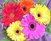 FLOWERS - Positive Thoughts E-CALENDAR (3 YEARS) EXPANDED Bonus Edition (UK and Ireland) up to 2014.