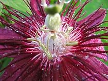 Lady Margaret Passion Flower Plant -Passiflora - 3" Pot