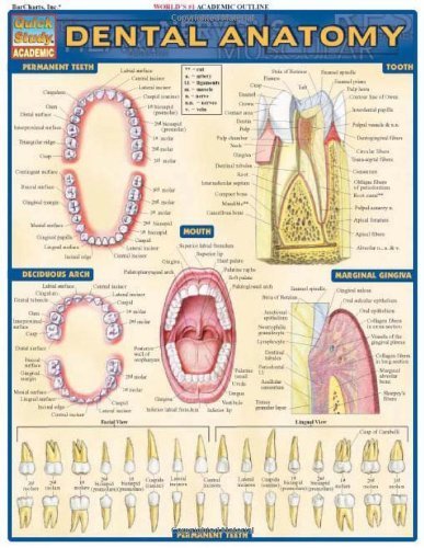 Dental Anatomy: Reference Guide (Quickstudy: Academic) by BarCharts, Inc. (2004) Pamphlet