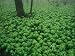 Patch of Mayapple Plants in a Woodland Photographic Poster Print by Raymond Gehman, 1...