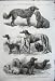 1862 PRIZE DOGS BIRMINGHAM RETRIEVER SPANIEL TERRIER