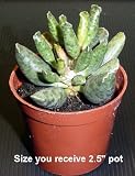 Blowfish Plant - Adromischus copperi- Easy to Grow-RARE