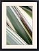 Framed Prints of Phormium leaves from Science Photo Library
