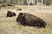 Bison in the Brush at Yellowstone National Park 16x20 Photographic Print by Carol M. Highsmith