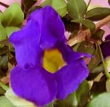 Amazon / Emerald Goddess Gardens: Thunbergia Erecta Kings Mantle Live Plant Vivid Purple Trumpet Shaped Flowers