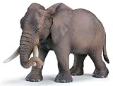 African Elephant Female