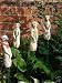 Set Of 4 Meerkats On Stakes