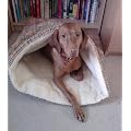 Snuggle Bag Dog Bed, Terrier Tunnel - Small Gold Tartan
