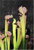 Review JUST GREEN  / CARNIVOROUS PLANT - SPOTTED PITCHER PLANT