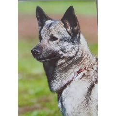Hundepostkarte Norwegischer Elchhund 'Nora av B�rgefjell'