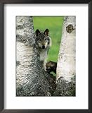 Male Gray Wolf and Cub Behind Tree, Montana Framed Art Poster Print by David Burch, 18x22