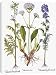 Canvas Prints of VALERIAN FLOWERS, 1613. White Jacobs Ladder (Greek Valerian), Cretan from Granger Art on Demand