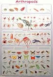 Arthropods Spiders Insects Mollusks 24x36 Poster