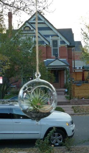 Air Plant in 5.5" Round Glass Terrarium with Pebbles, Rock, Shell, and Twine with 2 Hooks