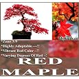 BUY : 10 RED MAPLE Tree Seeds A. rubrum EXCELLENT for JAPANESE BONSAI ~SUN - PART SHADE