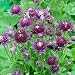 Akelei (Aquilegia vulgaris 'CLEMENTINE PURPLE')
