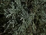 Juniper Tree in a Backyard in Lincoln, Nebraska Botanical Photographic Poster Print by Joel Sartore, 40x30