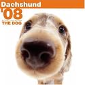Dachshund 2008 Square Wall Calendar (German, French, Spanish and English Edition)
