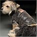 Alpha Industries Faux Leather Dog Bomber Dog Jacket Coat - Size 12