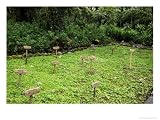 Gorilla Graveyard at Karisoke Research Centre, Volcanoes National
Park, Rwanda Architecture Photographic Poster Print by Ariadne Van
Zandbergen, 32x24