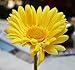 FatColo 10 pcs Silk Artificial Fake Plastic Daisy Chrysanthemum Flowers Sun Chrysanthemum,Sunflower, Simulation Gerber, Dimorphotheca,Party Room Home Decoration DIY Flower Bouquet (Yellow)