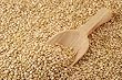 White Quinoa, 25 Lb Bag, Biologically Grown Non-GMO, Whole grain