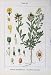 Flowers Sturms 1902 Crucifera Alyssum Saxatilis Colour
