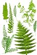 Martha Stewart Fern Stickers