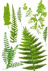 Martha Stewart Crafts Stickers, Fern