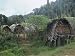 Houses of Goilala People, Central Province, Papua New Guinea, Pacific Art Photographic Poster Print by Mrs Holdsworth, 12x9