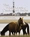 The Wild Horses of Shackleford Banks
