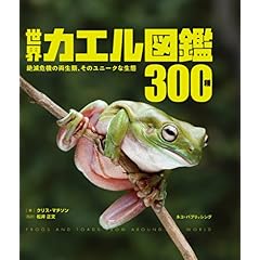 【クリックでお店のこの商品のページへ】世界カエル図鑑300種： クリス・マチソン， 松井正文： 本