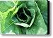 Leaf Lettuce Part 2 Canvas Print / Canvas Art - Artist Lauri Novak