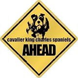 New  Cavalier King Charles Spaniels Bites Ahead !  Crossing Dog