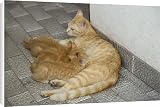 Canvas Prints of Cat - ginger tabby with kittens suckling from Ardea Wildlife Pets