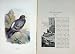 1901 Swaysland Wild Birds Rock Dove Columba Livia