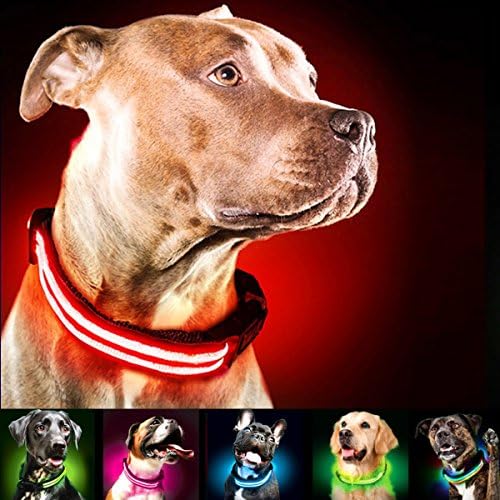 Shine for Dogs Ultimate LED Dog Collar – USB Rechargeable, Cable Included, 5 Awesome Colors. Ultra Bright, Durable, Made to Last. Make Your Dog More Visible at Night.