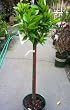 Moro Blood Orange Tree by Monrovia Growers, Five Gallon Container