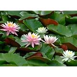 ���i�̏ڍ�