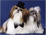 Pet Star Notecards - Shih-tzu