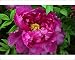 Photographic Prints of Paeonia Cardinal Vaughan from Ros Drinkwater
