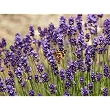 ���i�̏ڍ�