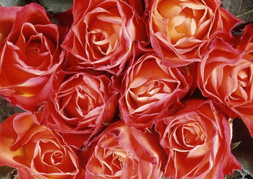 Fototapete 401R, Liebe, Motiv rote Rosen