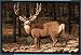 Mule Deer