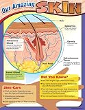 Trend Enterprises T-38295 Learning Chart Our Amazing Skin