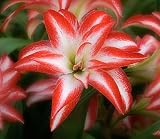 1 Double Bloom 'Splash' Amaryllis Flower Bulb, Huge!