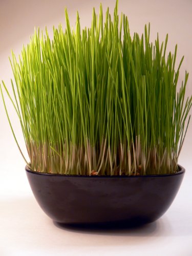 Rocket Cats Cat Grass Garden Kit