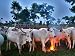 A Fulani Nomad Herds Cattle at Dusk in Abuja, Nigeria Photographic Poster Print, 24x1...